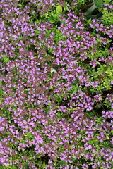 Obraz premium small purple flowers, floral background