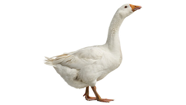 Domestic white goose walking side view isolated on transparent background for poultry agricultural farming village graphics.