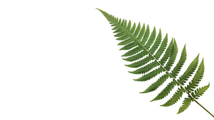 Detailed green fern leaf tropical forest foliage isolated on transparent background for nature botany landscape graphics. © Ramsey