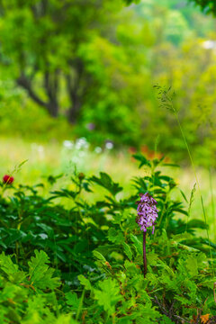 wild protected orchid Orchis purpurea