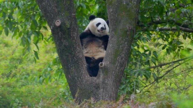 Giant panda sitting in tree fork, black and white panda bear in lush green forest, adorable wild animal in natural habitat
