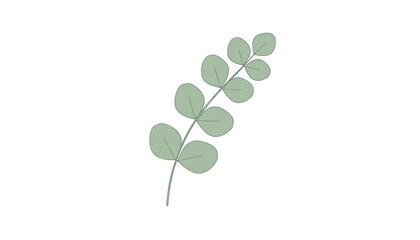 Obraz premium Elegant hand drawn eucalyptus leaf branch or stem shown with soft green color on a clean white background.