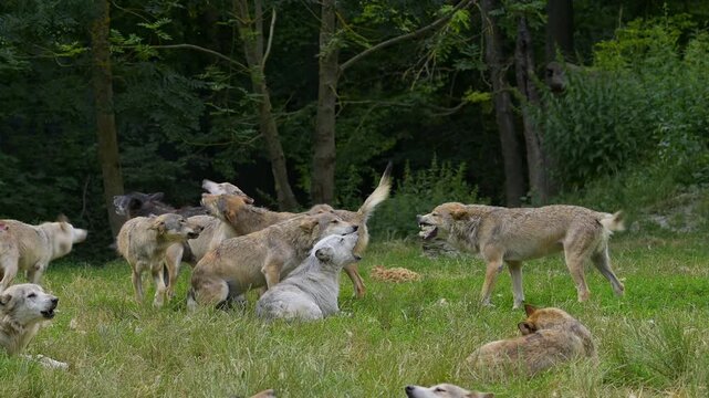 Timberwolf (Canis lupus), ein Rudel W&ouml;lfe die auf einer Wiese liegen oder spielerisch herumtollen