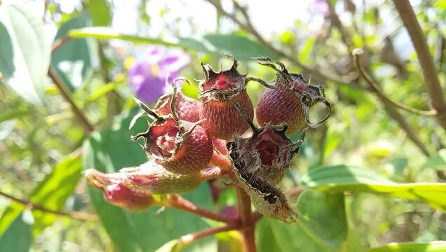 Hairy Caterpillar on Melastoma malabathricum Flowering Plant in Nature