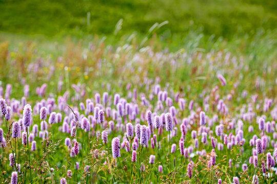 Meadow on the high alps are full of blooming wild Polygonum bistorta 'Superba (Persicaria bistorta)