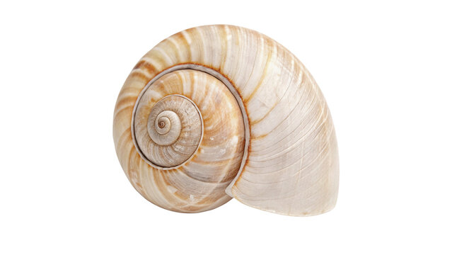 Beautiful spiral seashell marine ocean creature shell isolated on transparent background for summer beach vacation resort patterns.