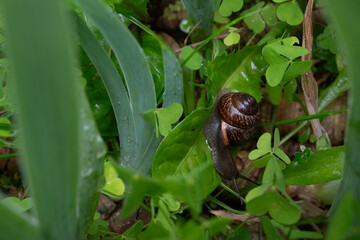 A brown garden snail crawling on a wet green leaf surrounded by clover. The glossy shell and water droplets create a fresh summer wildlife macro. Great for nature and garden wildlife themes. © Margarita
