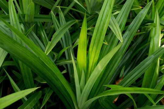 Pandan trees garden, Green pandan leaf, ingredient plant in food for good smelling.