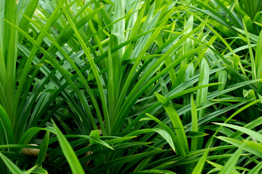 Pandan trees garden, Green pandan leaf, ingredient plant in food for good smelling.