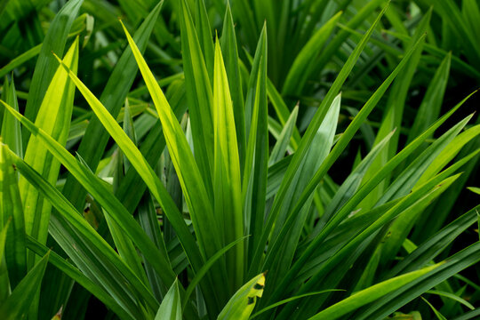 Pandan trees garden, Green pandan leaf, ingredient plant in food for good smelling.