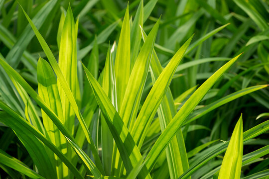 Pandan trees garden, Green pandan leaf, ingredient plant in food for good smelling.