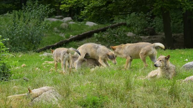 Timberwolf (Canis lupus), ein Rudel W&ouml;lfe die auf einer Wiese liegen oder spielerisch herumtollen