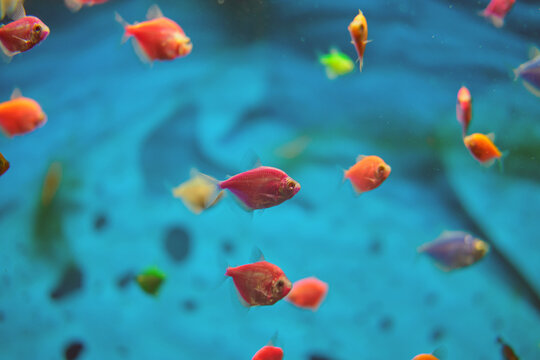 Small colorful tropical glofish swimming in blue aquarium water. School of bright red and orange fish in clear water tank. Beautiful underwater life for pet store or home hobby concept.