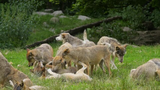 Timberwolf (Canis lupus), ein Rudel W&ouml;lfe die auf einer Wiese liegen oder spielerisch herumtollen