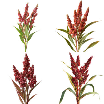 A collection of four separate stalks of red sorghum or millet grain with green leaves, isolated on a white background, detailed botanical studio isolated on a transparent background