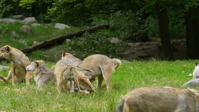 Timberwolf (Canis lupus), ein Rudel W&ouml;lfe die auf einer Wiese liegen oder spielerisch herumtollen