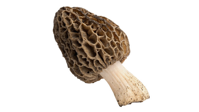 Wild brown morel mushroom morchella edible fungi isolated on transparent background for gourmet culinary cooking recipe designs.