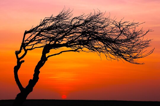 Silhouette d'un arbre isol&eacute; et courb&eacute; aux branches d&eacute;nud&eacute;es, photographi&eacute;e au coucher du soleil avec un ciel orang&eacute; en arri&egrave;re plan. Symbole du temps qui passe.