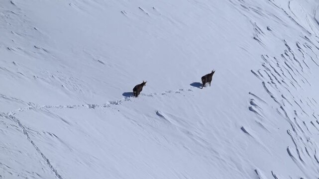 G&auml;mse, (Rupicapra rupicaprae), Gemmi Pass, Leukerbad, Leuk, Wallis, Schweiz
