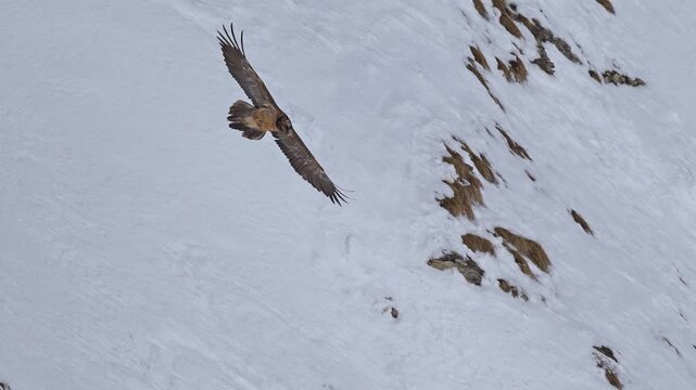 Bartgeier (Gypaetus barbatus), Gemmi Pass, Leukerbad, Leuk, Wallis, Schweiz