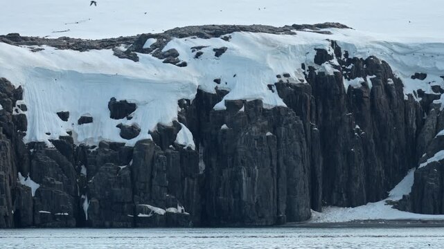 Breeding colony of thick-billed murres in Ny-Friesland at Svalbard