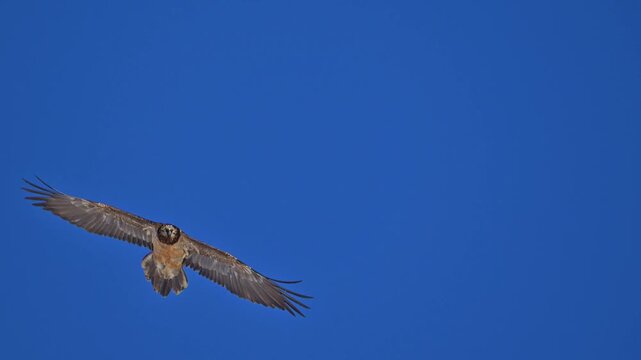 Bartgeier (Gypaetus barbatus), Gemmi Pass, Leukerbad, Leuk, Wallis, Schweiz