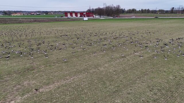 Cinematic aerial footage of a group of birds resting on a grassy field as the drone moves closer, causing the birds to suddenly take flight. Natural wildlife scene in a rural countryside landscape.