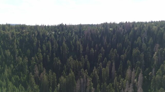 Aerial drone footage pulls back from the serene, dark lake Wildsee nestled within the vast, lush evergreen forest of the Black Forest region in Baden-W&uuml;rttemberg, Germany. Peaceful natural landscape.