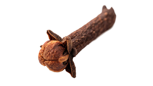 Single aromatic dry clove bud spice isolated on transparent background for traditional winter bakery seasoning recipe layouts.