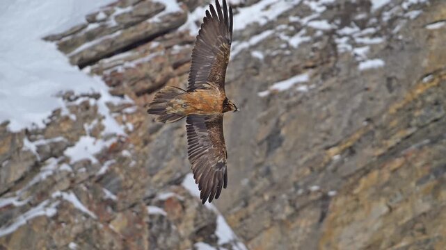Bartgeier (Gypaetus barbatus), Gemmi Pass, Leukerbad, Leuk, Wallis, Schweiz
