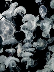 Group of moon jellyfish floating in dark deep sea aquarium © Gunticha