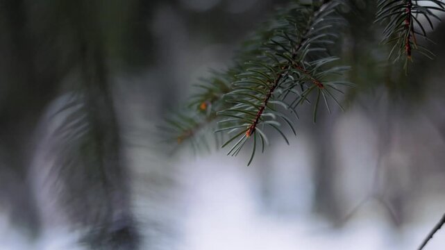 Close up of coniferous spruce branch swaying in wind during winter season in forest.