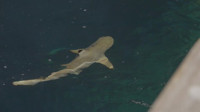 High-angle view of a broad-headed Black Tip Reef Shark gliding beneath rippling tropical water in the Maldives, with remoras attached along its back as it swims over the reef.