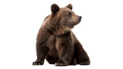 Wild brown bear cub sitting looking sideways isolated on transparent background for forest fauna wildlife nature conservation. © Samuel Sutton