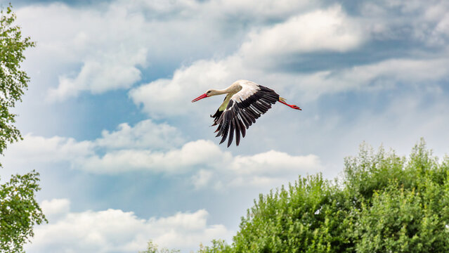 White stork flying in cloudy sky over green trees background