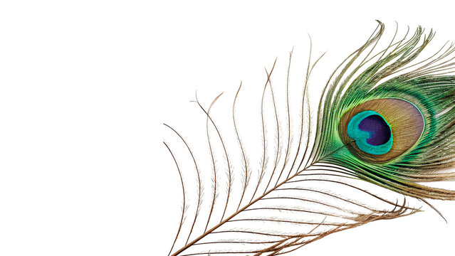 Detailed exotic peacock feather with vibrant eye pattern isolated on transparent background for fashion design luxury decoration graphics.