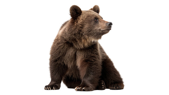 Wild brown bear cub sitting looking sideways isolated on transparent background for forest fauna wildlife nature conservation.