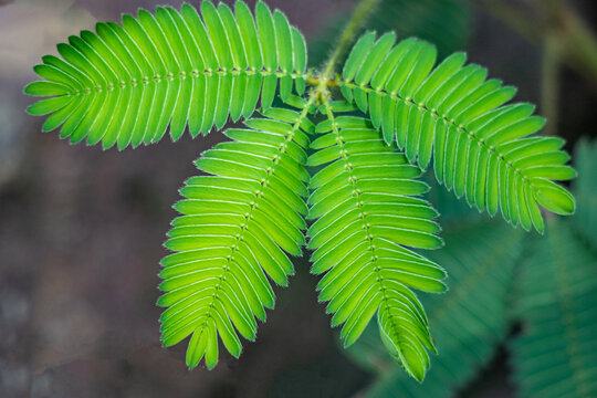 Mimosa pudica pinnate leaves unfolding under soft natural daylight.