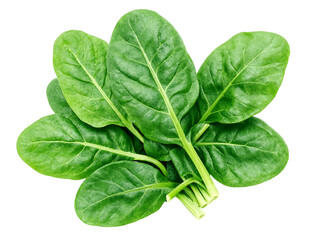 Fototapeta premium Fresh green spinach leaves on isolated background