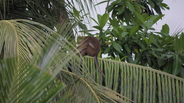 An endemic toque macaque sits high on a coconut palm, its long tail hanging below as overlapping fronds frame the animal in lush Sri Lankan vegetation.