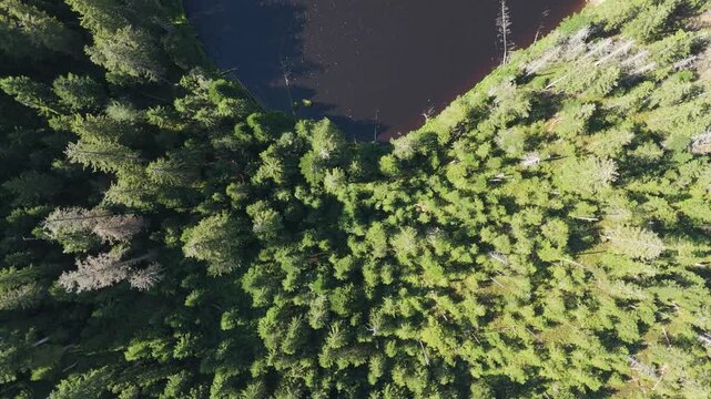 Aerial top down drone footage from the serene, dark lake Wildsee nestled within the vast, lush evergreen forest of the Black Forest region in Baden-W&uuml;rttemberg, Germany. Peaceful natural landscape.