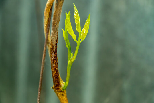 New green sprout emerges from brown vine in macro photography.