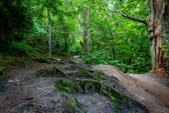 Winding Forest Trail With Exposed Roots and a Wooden Bridge