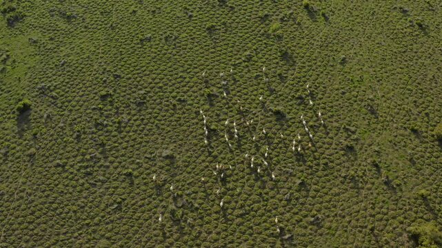 Drone video captures a herd of cows walking across the patterned savanna of the Orinoqu&iacute;a region in Colombia, bathed in natural sunlight, showcasing the vast, verdant Llanos landscape.