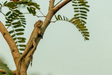 Oriental garden lizard climbs brown tree branch against pale sky. © mssozib