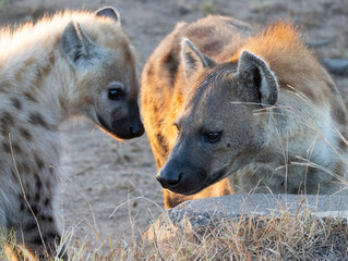 Hyena in the wild © Blaise