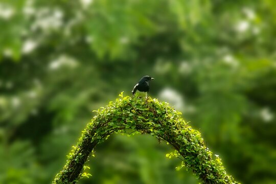 Oriental magpie robin perched on green leafy arch in garden.