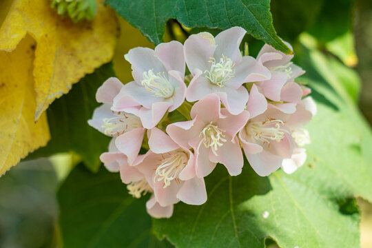 Pink dombeya flowers cluster blooming among green and yellow leaves.