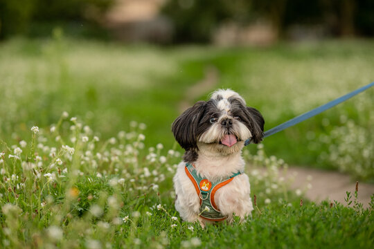 Small black and white Shih Tzu dog standing in green grass with white flowers on leash outdoors