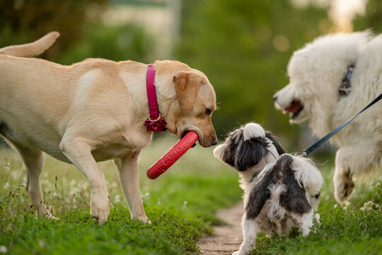 Yellow Labrador with red puller ring toy and small Shih Tzu facing each other in park